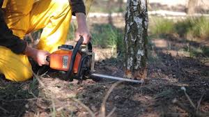 Best Commercial Tree Services  in North Caldwell, NJ