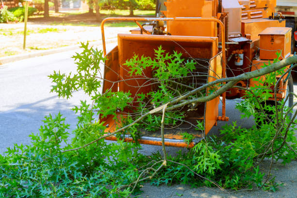 Best Storm Damage Tree Cleanup  in North Caldwell, NJ