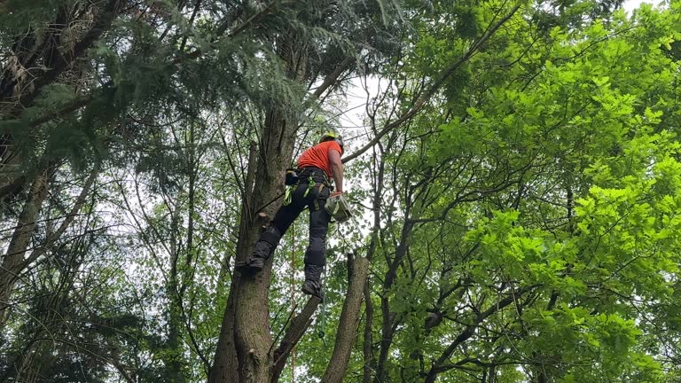 How Our Tree Care Process Works  in  North Caldwell, NJ