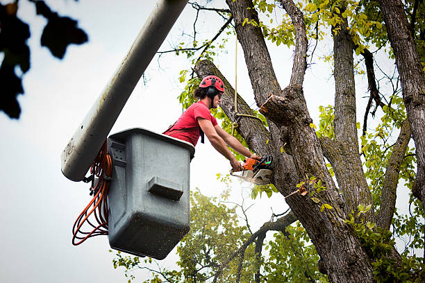 Best Firewood Processing and Delivery  in North Caldwell, NJ