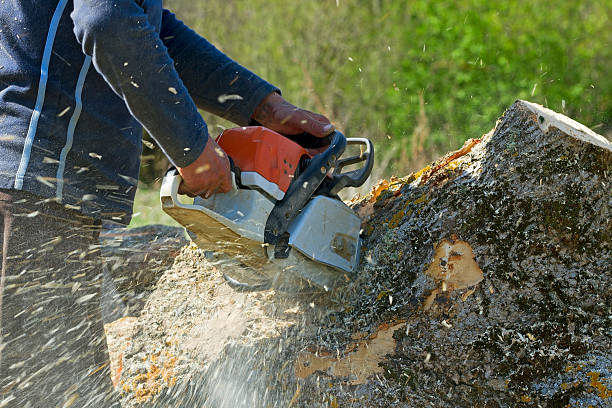 Best Hedge Trimming  in North Caldwell, NJ