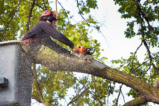 Best Arborist Consultation Services  in North Caldwell, NJ