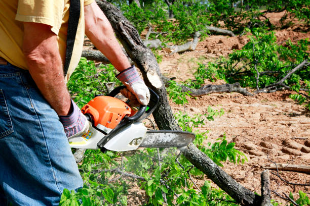 Reliable North Caldwell, NJ Tree Services Solutions